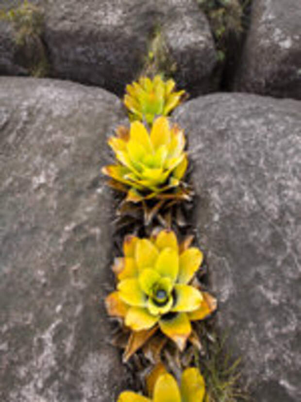 Botanical family Xyridaceae (Orectanthe sceptrum). Endemic plants, Mount Roraima, Gran Sabana. Venezuela. Фото piccaya - Depositphotos