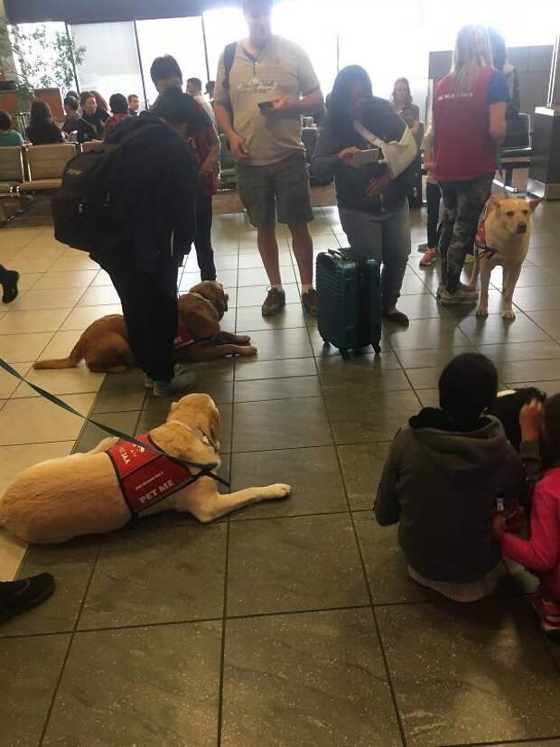 В канадских аэропортах есть собаки, которых можно погладить, чтобы успокоиться перед посадкой аэропорт, в мире, интересное, креатив, подборка, самолет, удобно, фото