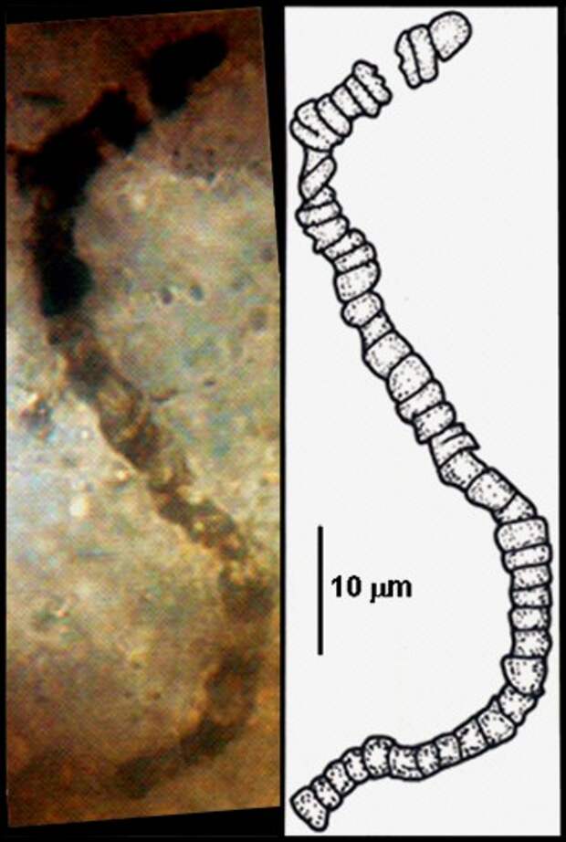 Археи и бактерии из Австралии возрастом 3,5 млрд лет доказывают, что жизнь на Земле появилась раньше, чем предполагалось