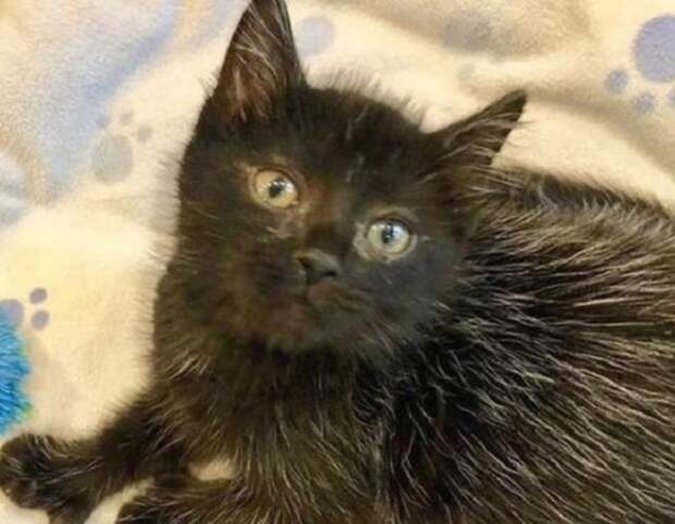 Грустный котенок Черный котенок