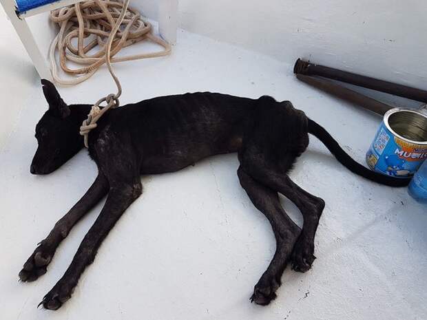 Мужчина нашел умирающую от голода собаку на необитаемом острове