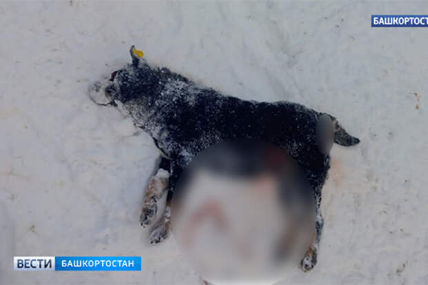 Зверята: умирала мучительно
