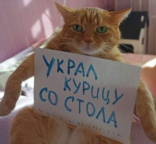28 провинившихся котиков, которые признались в своих проделках