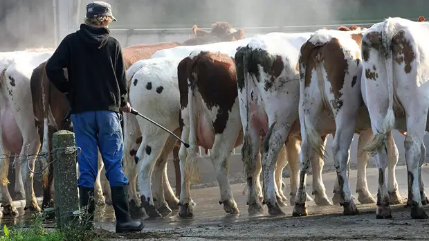 «В стране происходит катастрофа»: как на Украине возникают вспышки сибирской язвы