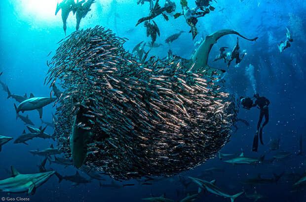 Лучшие фотографии Африки 2020