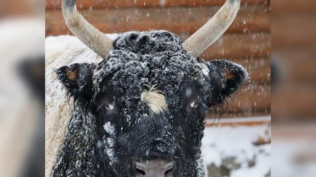 В Ленинградском зоопарке бык Мааны готовится сложить полномочия как символ года