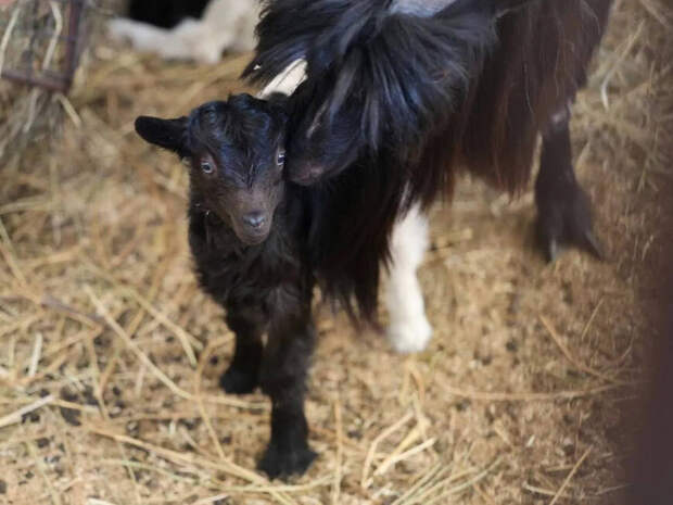 В Казанском зооботсаду объявили конкурс имен для двух валлийских козлят