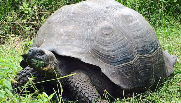На Галапагоссах нашли 30 гигантских черепах, которые помогут возродить вымершие виды