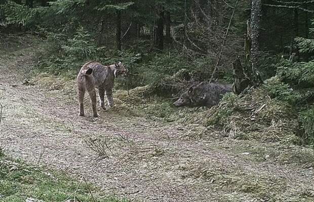 В Беларуси произошла редкая схватка рыси с волком, но финал получился необычный