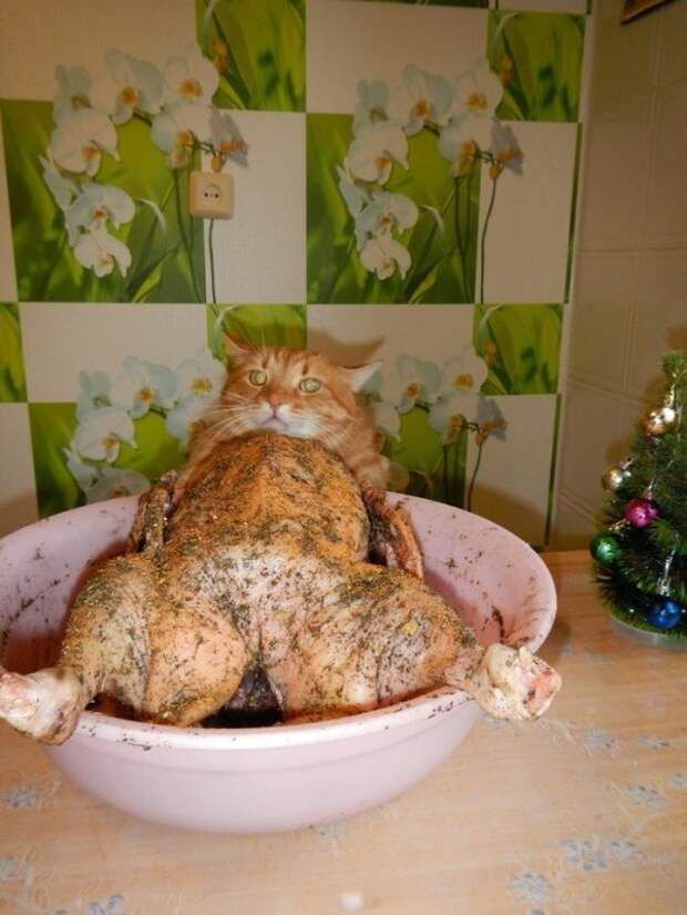 20 причин, по которым котов лучше не злить