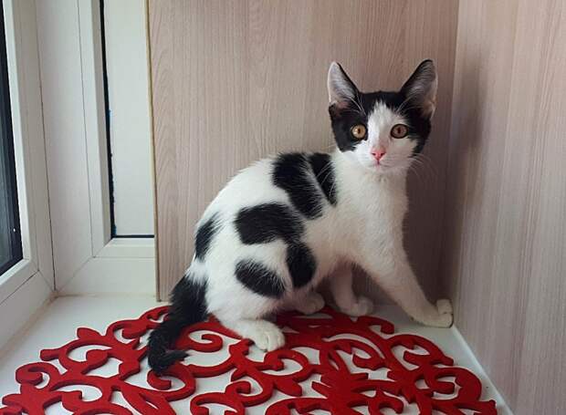 Люди лишь отмахивались от чихающего бездомного котенка