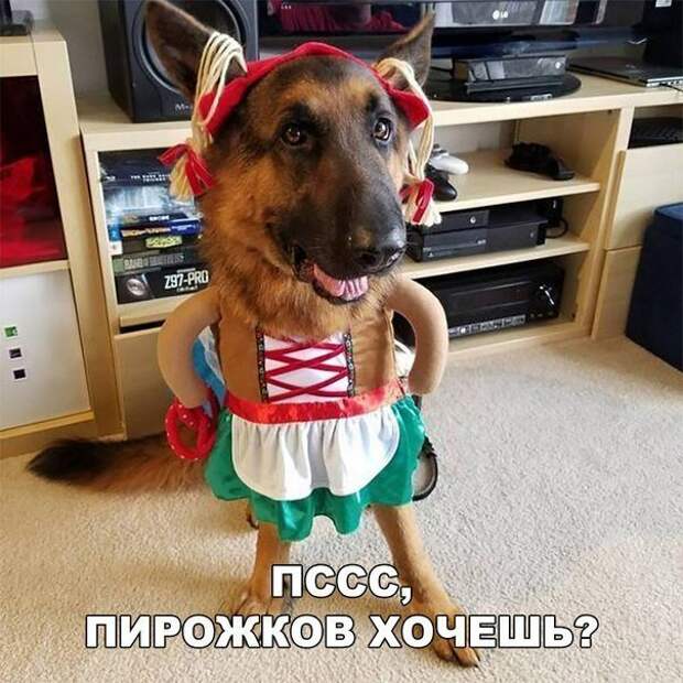 Картинки с надписями картинки, картинки с надписями, надписи, прикол, юмор