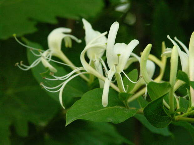 Жимолость японская (Lonicera japonica), цветок