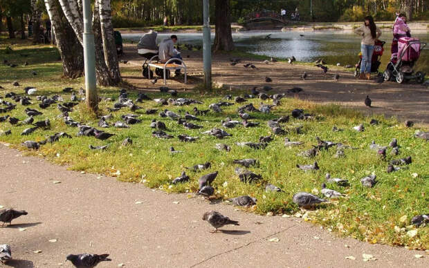 Если в городе не станет голубей – что будет, и чем они вообще полезны
