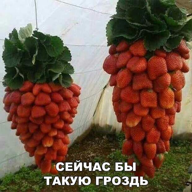 Подборка смешных и забавных картинок с надписями (10 фото)