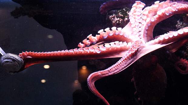 Секс осьминогов вновь удивил ученых
