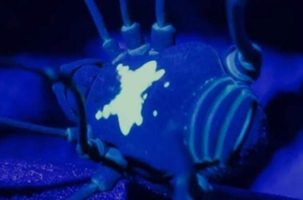 Ученые из Мюнхена обнаружили новый вид «светящихся» паукообразных