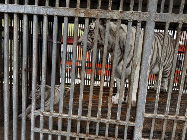 В Мариуполе тигр растерзал сотрудника зоопарка