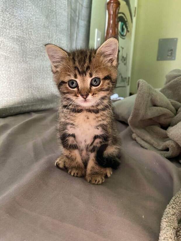 Незаконно маленькие котейки, которые своруют ваше сердце