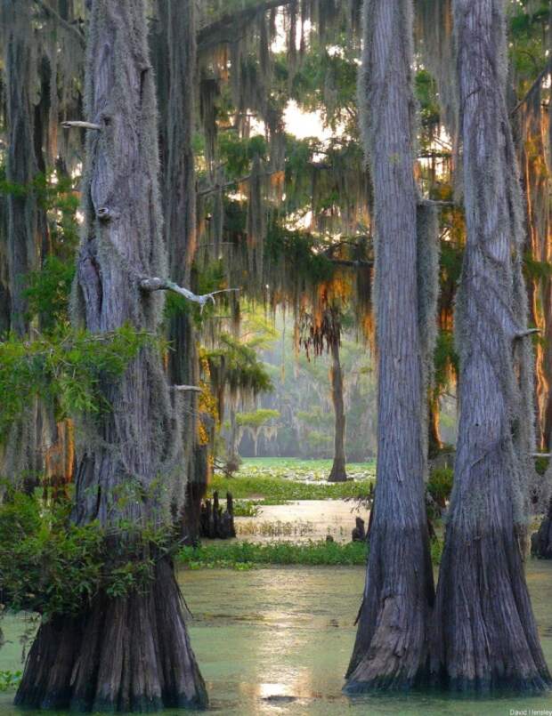 Красивые кипарисы. Озеро Каддо в Техасе. Фото