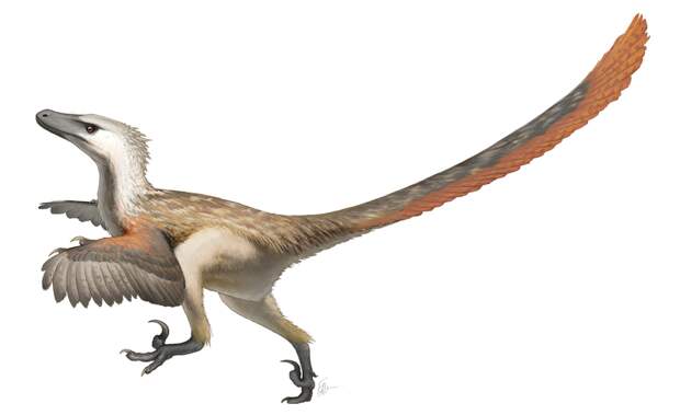 800px-Velociraptor_Restoration