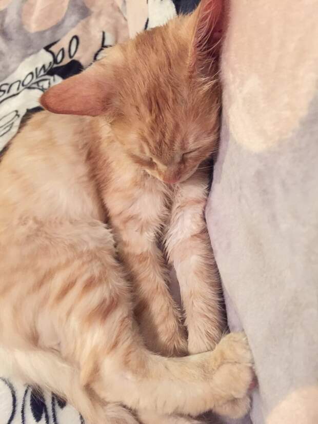 рыжий кот спит