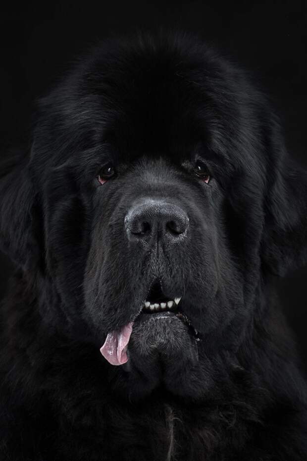 Pierre, The Huge And Fluffy Newfoundland