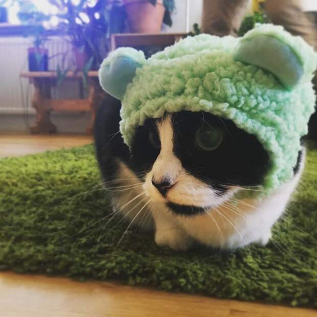 Котейки, знающие толк в моде на милые шапочки Котейки, знающие толк в моде на милые шапочки