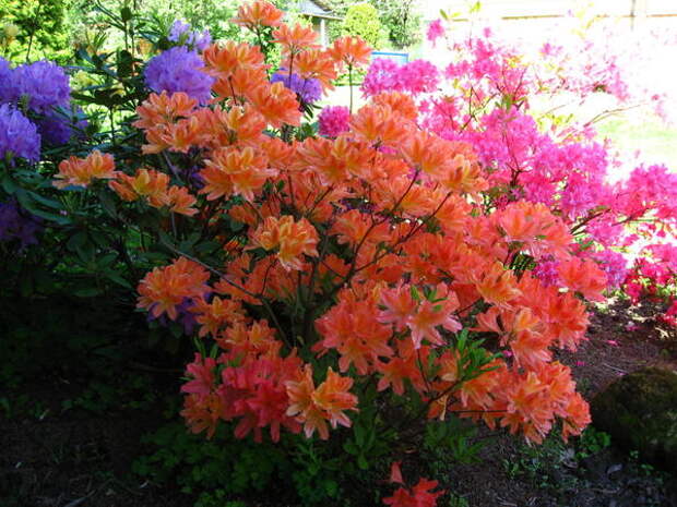 Рододендроны Рододендроны