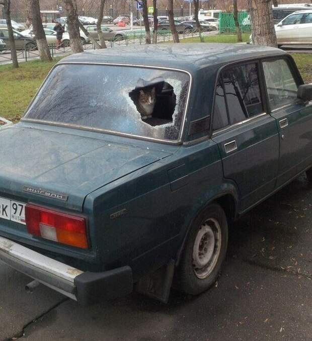 20 причин, по которым котов лучше не злить