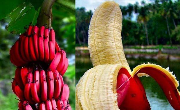 Красные бананы бананы, разнообразие, флора