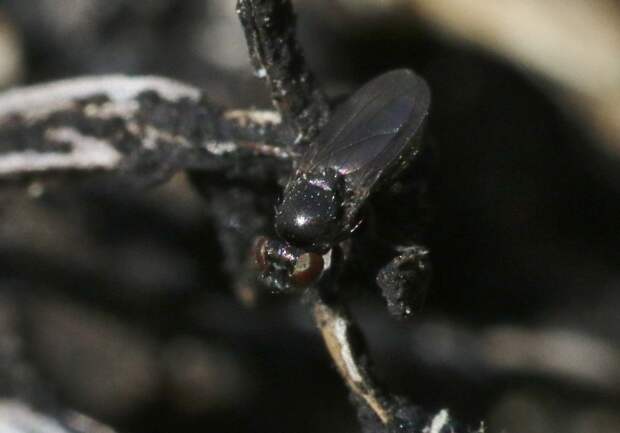 Нефтяная муха  (лат. Helaeomyia petrolei) 