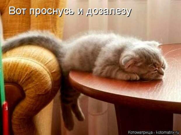 Лучшие котоматрицы недели