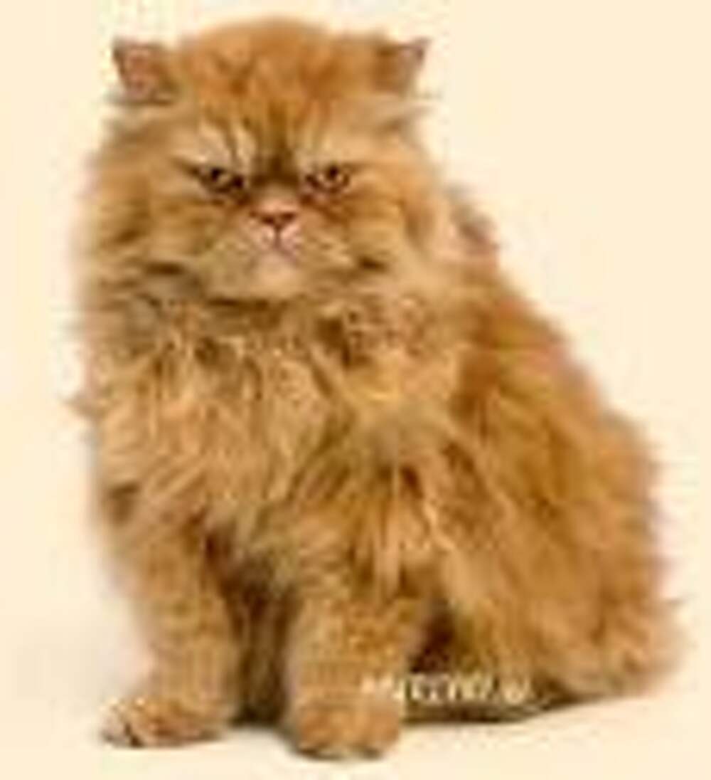 Барсик персидский кот