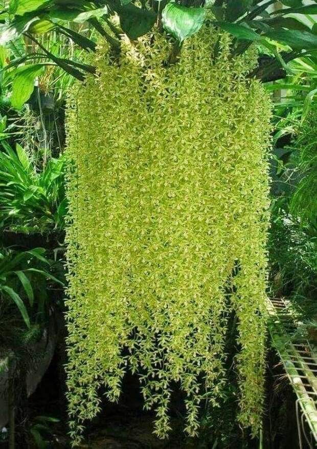 Целогина Лоуренса — вид травянистых растений семейства Орхидные гирлянды, интересное, красота, природа, фотомир, цветы