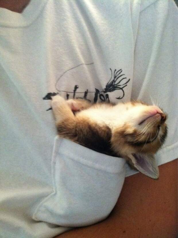 Кошки помещаются везде