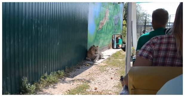 Лев забрался в автомобиль к туристам в крымском сафари-парке и начал обниматься Тайган, видео, животные, крым, лев, милота, прикол, хищники