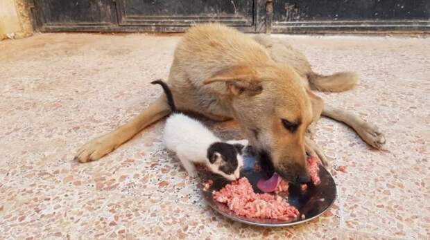 В Сирии оставшаяся без щенков собака усыновила брошенного котенка