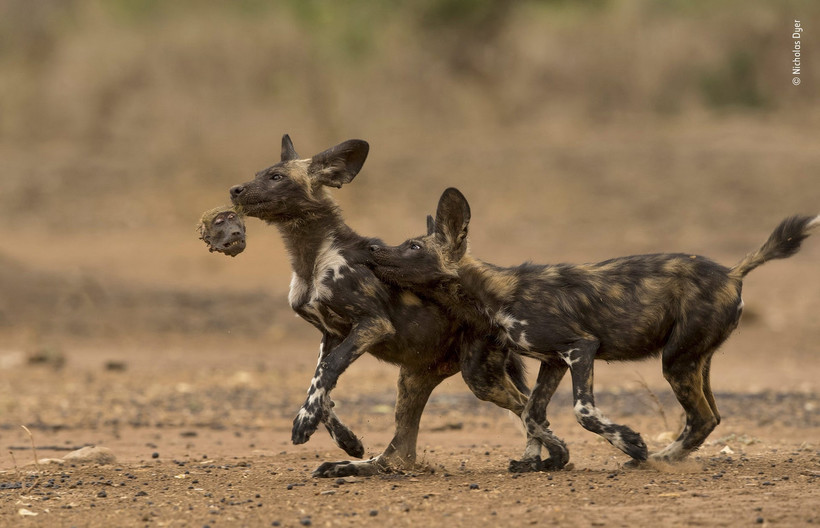 14 сногсшибательных работ финалистов конкурса Wildlife Photographer of the Year 2018