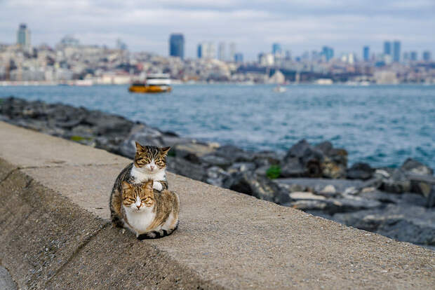 Я сфоткал двух обнимающихся бездомных кошек - клянусь, это не поставнока!