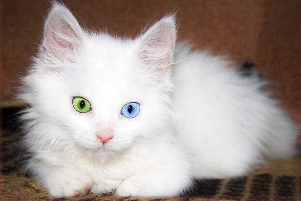 Турецкий котенок с разными глазами