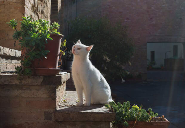 Города Тосканы: Pienza