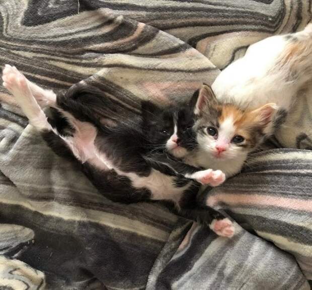 Котята растянулись Котята лежат