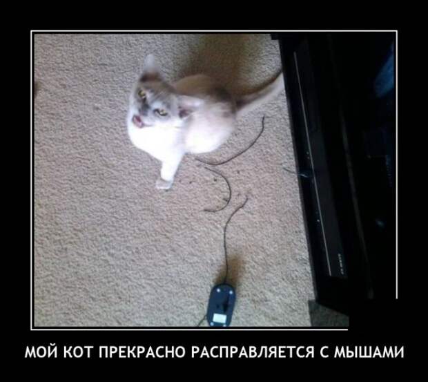 demotivatory-demotivator-smeshnye-demotivatory-demotivator-so-smyslom
