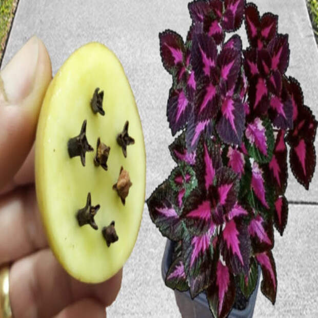 Не использую покупные удобрения для комнатных цветов: с копеечным средствов всего из 2 ингредиентов результат куда лучше