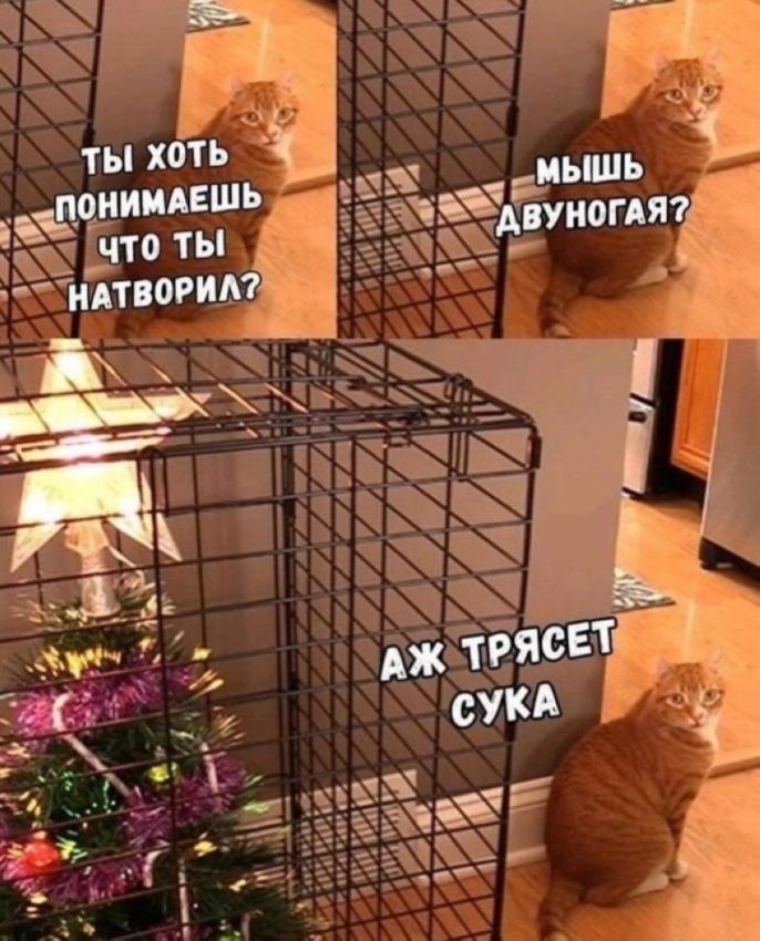 мемы