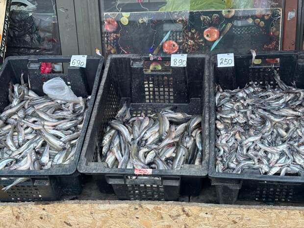 Проблемы с логистикой могут привести к росту цен на рыбу в Санкт-Петербурге