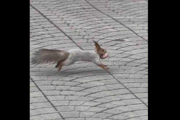 Шесть бельчат в зубах: в зоопарке Новосибирска сняли миграцию семьи белок