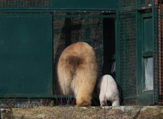 Британские зоологи с 1992 года занимаются программой по разведению полярных медведей великобритания, животные, зоопарк, медвежонок, полярный медведь, прогулка, фотография