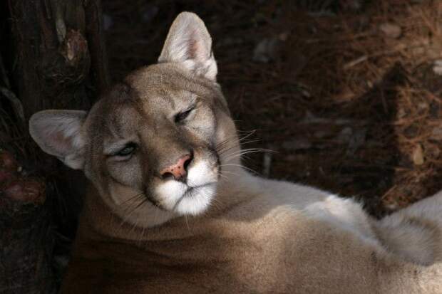 Исчезающий вид флоридская пума